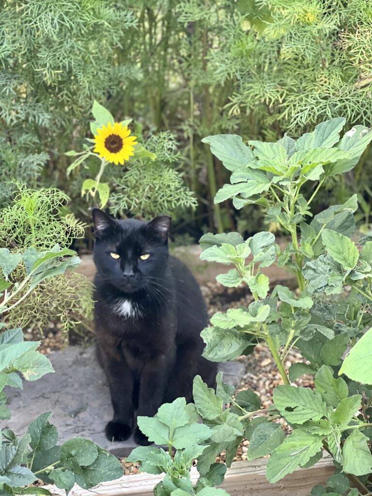 Sunflowers and cat
