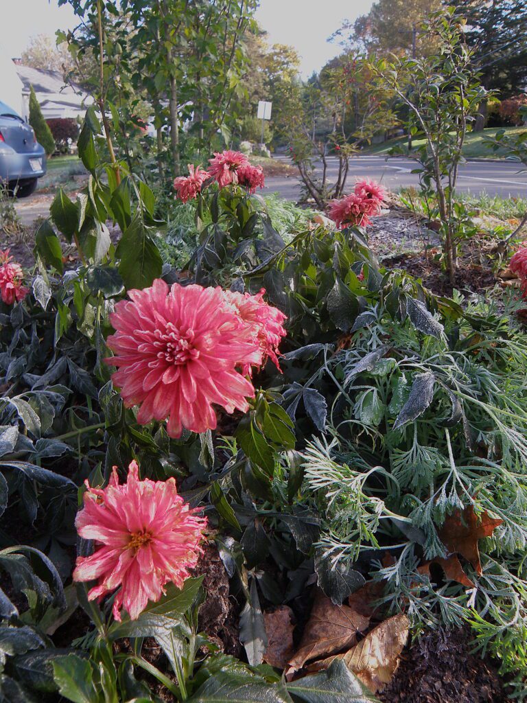 Dahlias After Frost