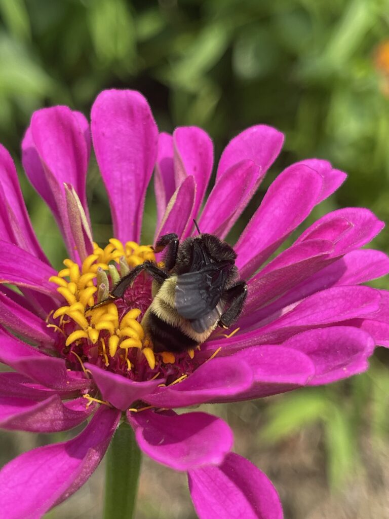 Pollen pitstop