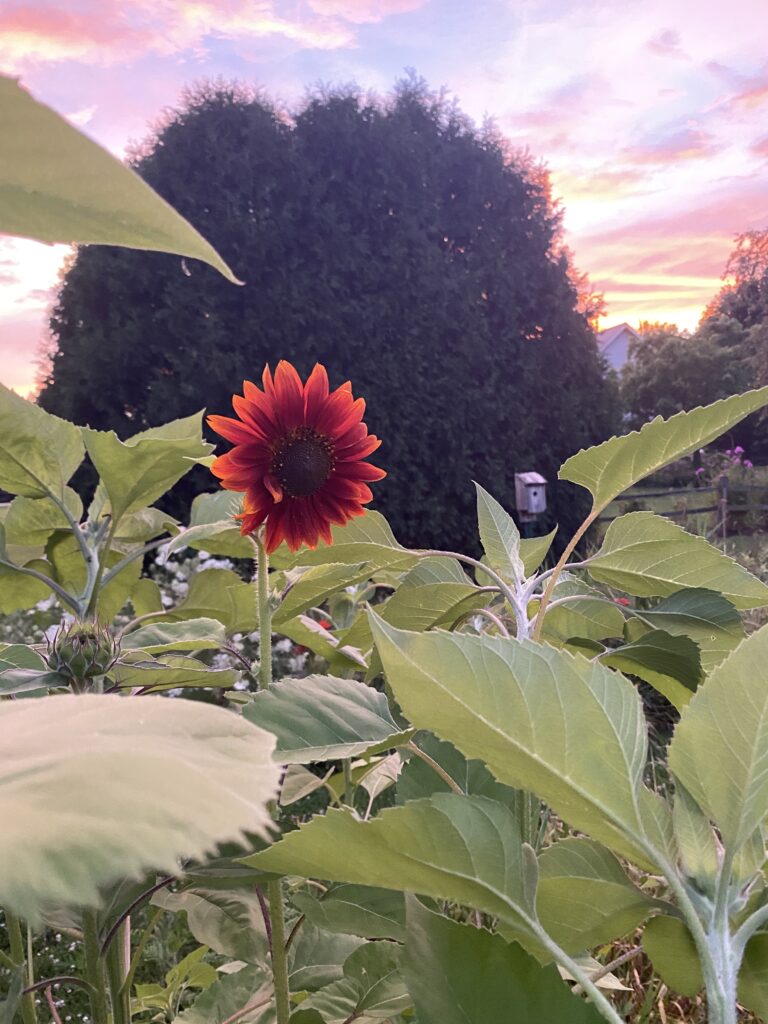 Sunflower at Sunset