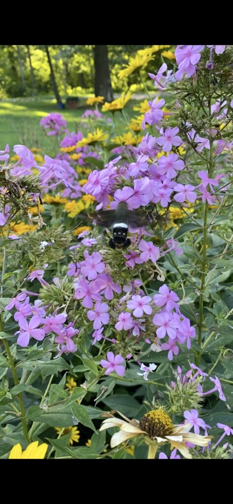 Hawk Moth in my garden 2021