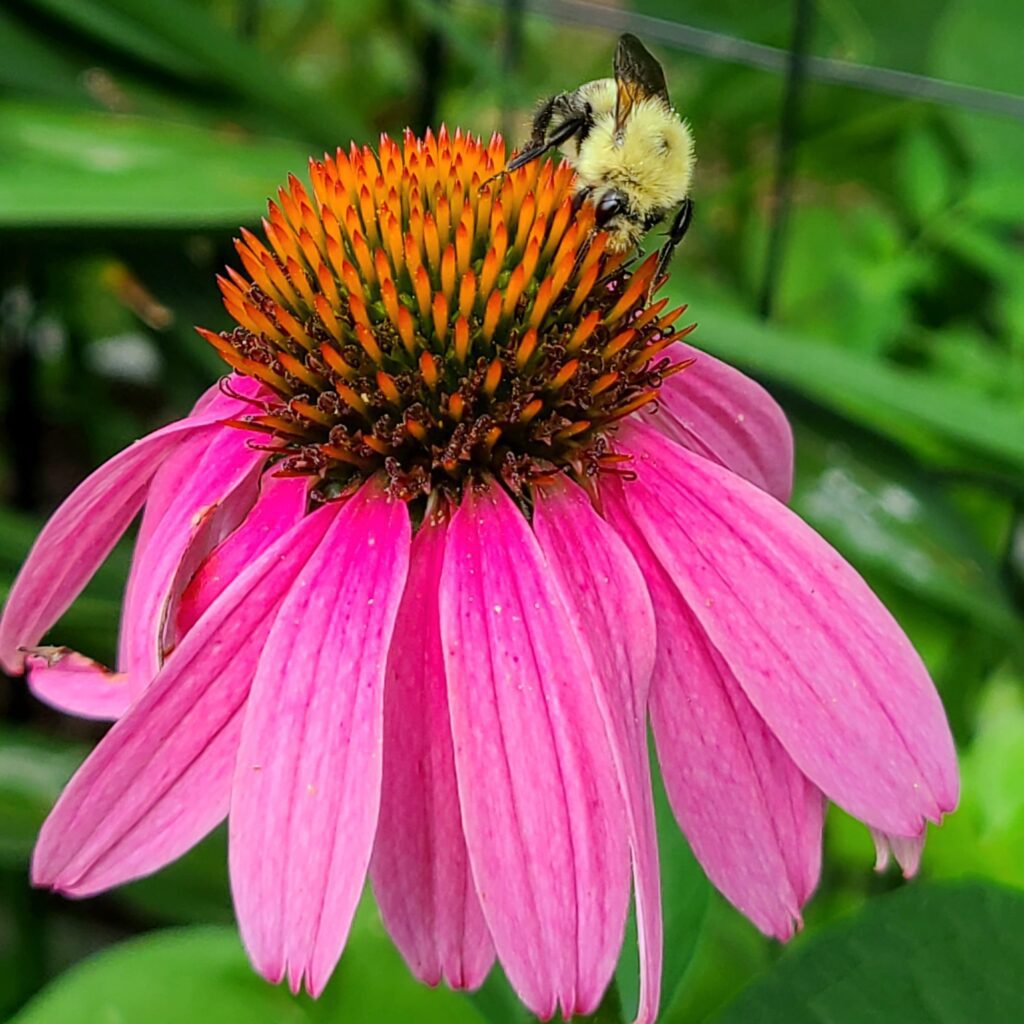 Echinacea Blooms = Happy Pollinators