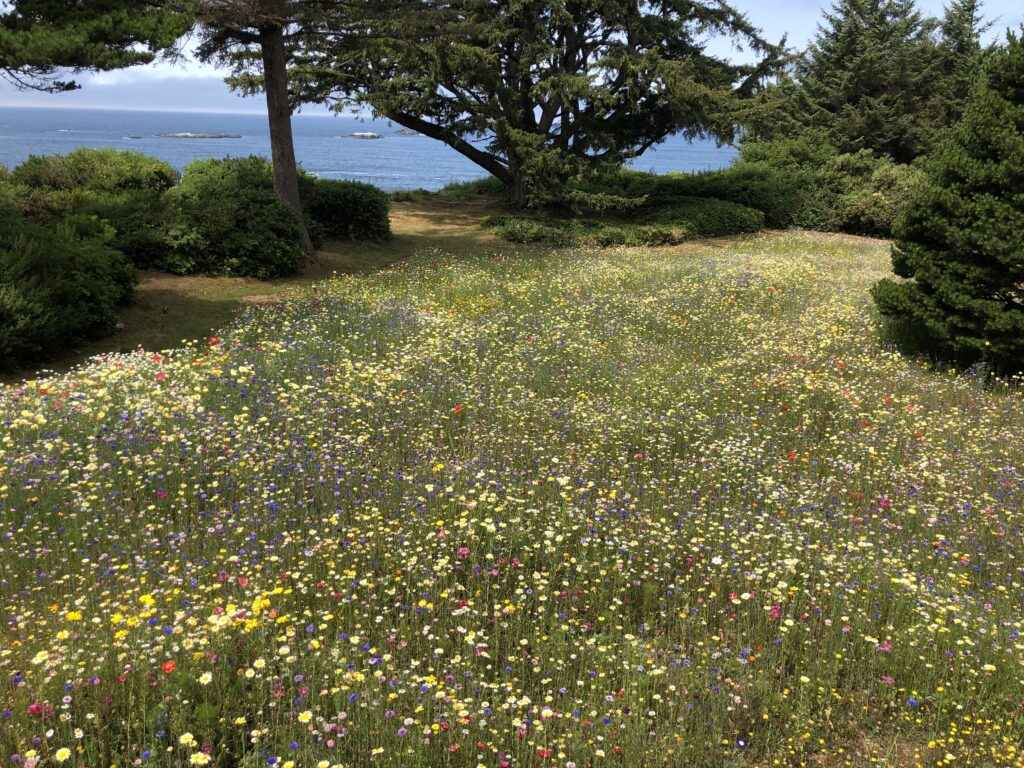 Oregon coastal meadow
