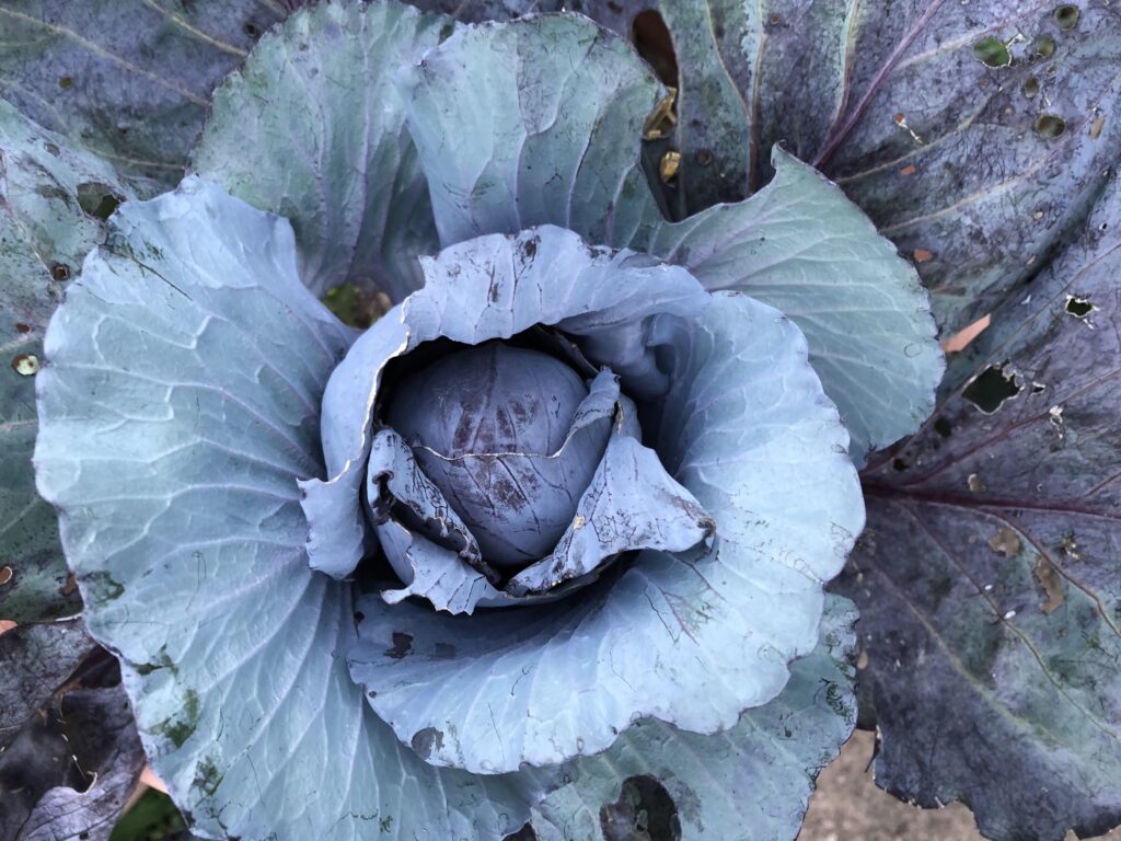 My Red Cabbage from Eden Brother’s Seed!