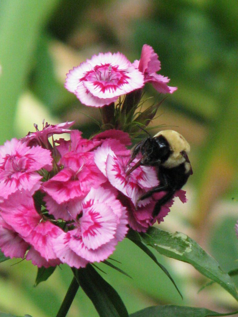 Carpenter Bee on flower