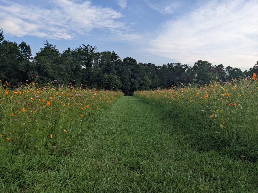 Southeast Wildflower Field