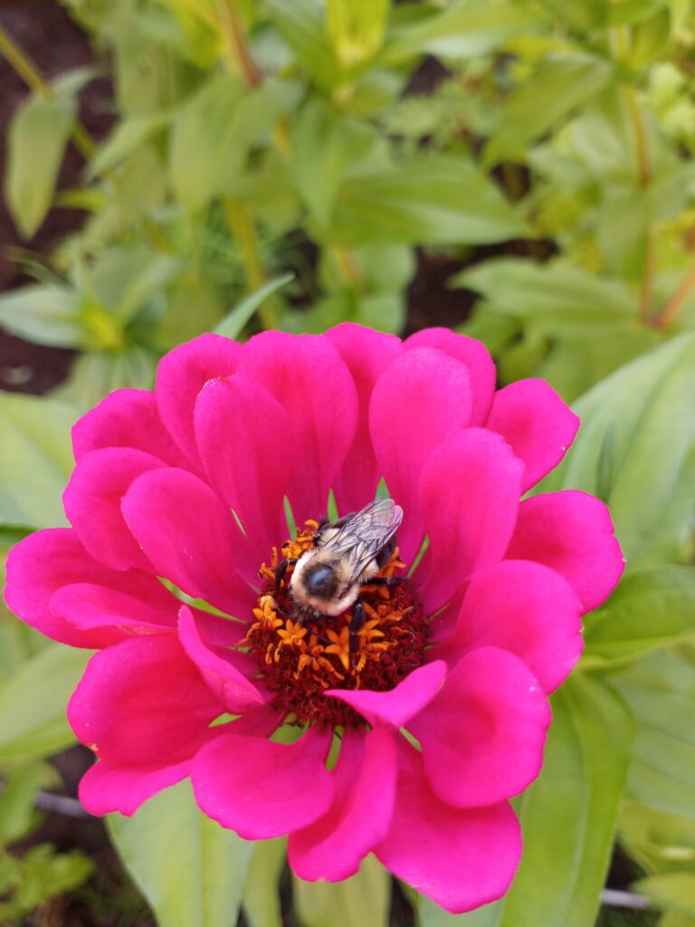 Zinnia… a great flower to both add color to your garden and help out our pollinator friends.