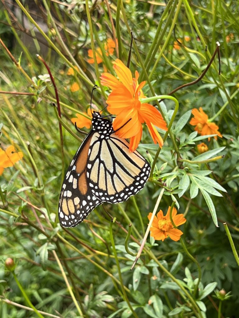 Afternoon visitor, Monarch on Sulfur Cosmos