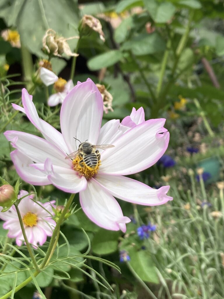 Pollination!