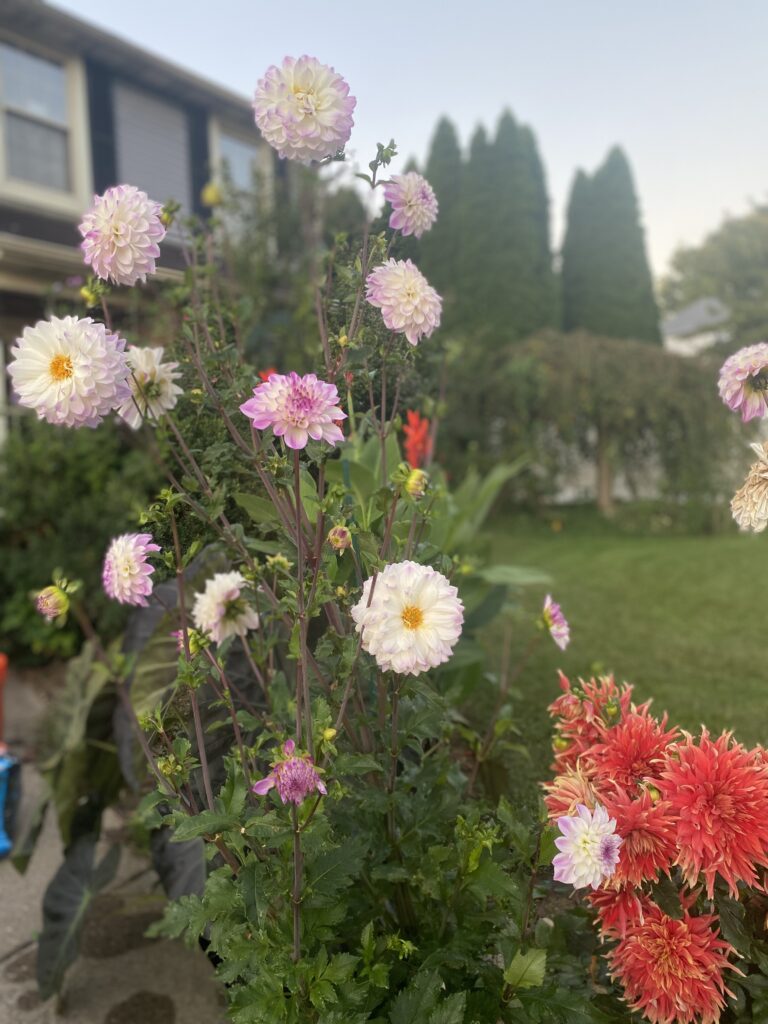 My Gorgeous Dahlia Blooms!