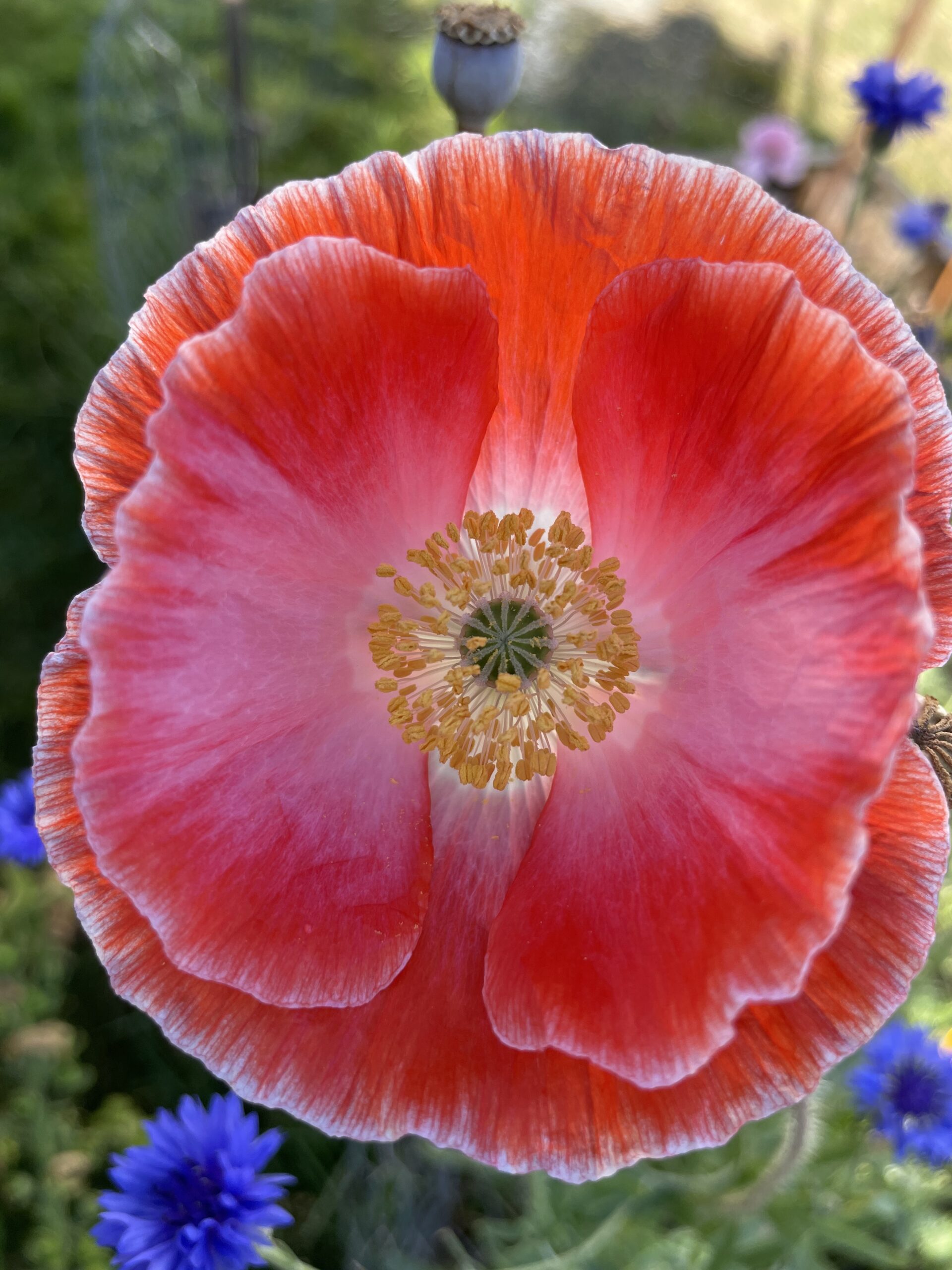 My favorite poppies - Eden Brothers