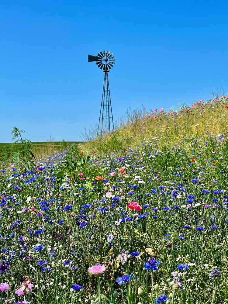 wildflowers with windmill