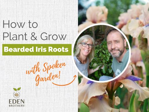 How to Plant and Grow Bearded Iris