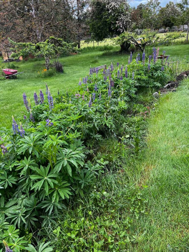 Lupine in full blooms