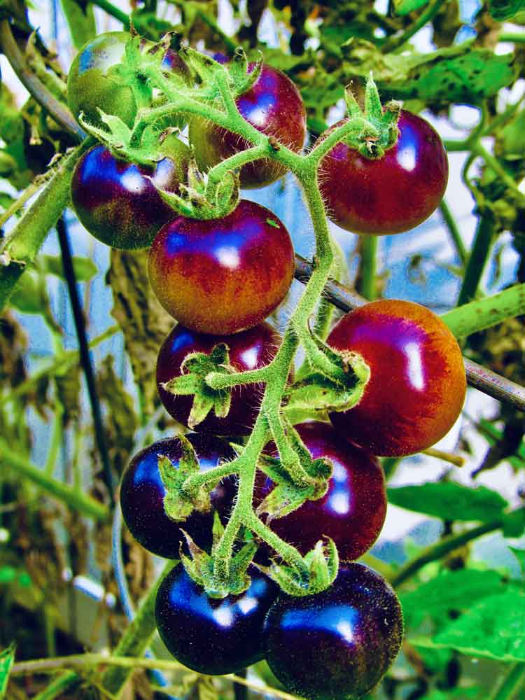 black cherry tomato