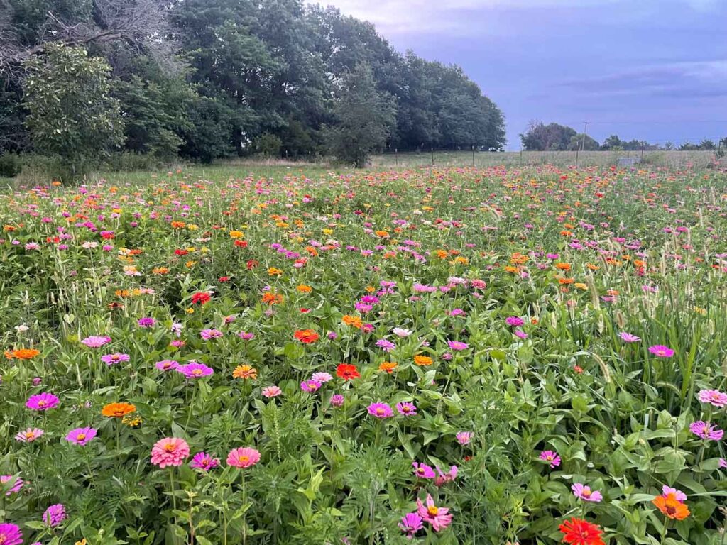Roses Are Fine but a Field of Zinnias is Divine