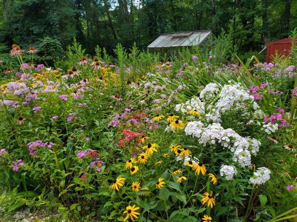 Janet’s Garden of Black Eyed Susans, Coneflowers, and More