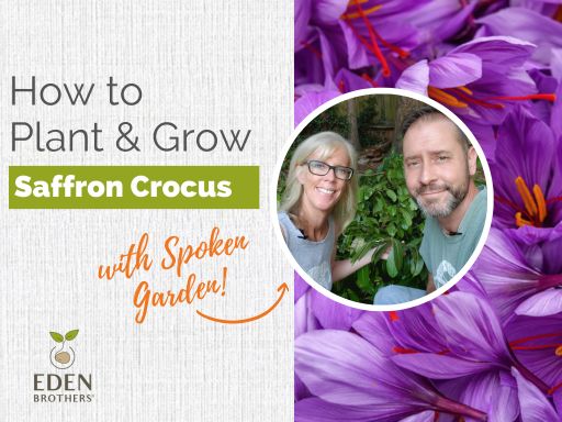 How to Plant and Grow Saffron Crocus