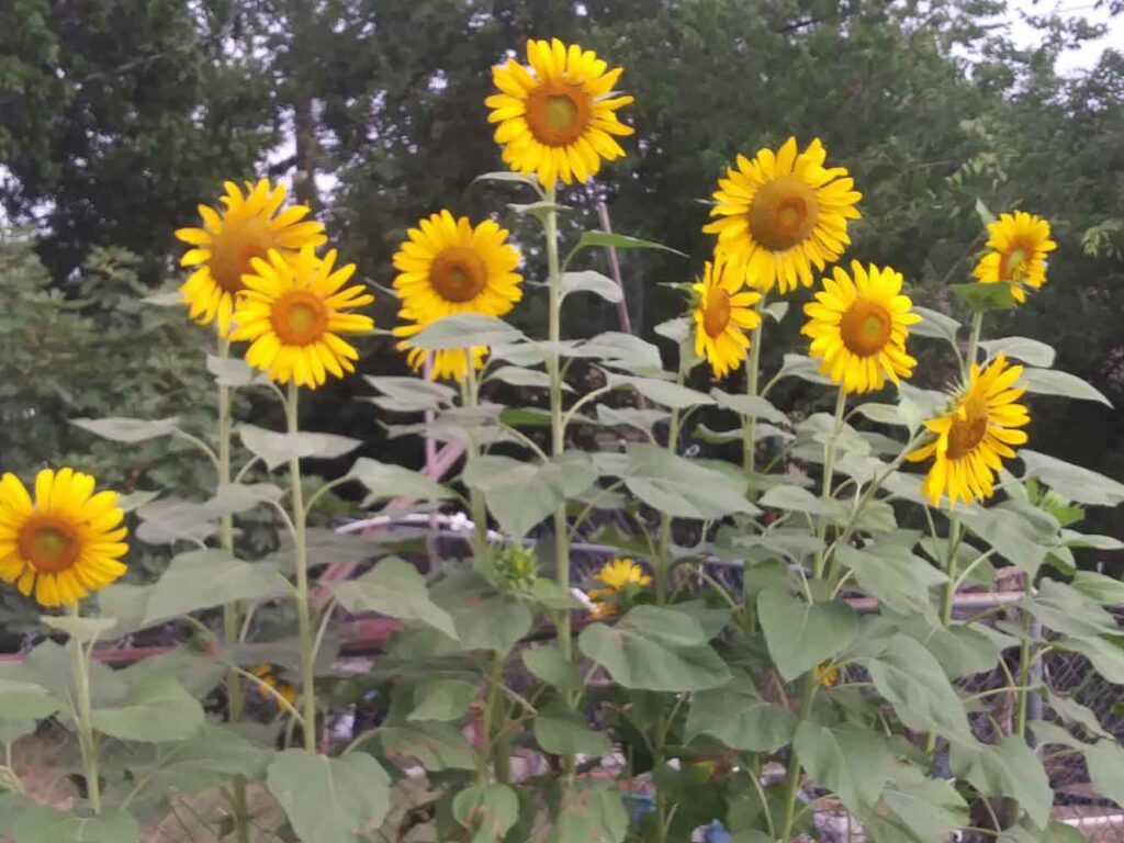 Line of sunflowers