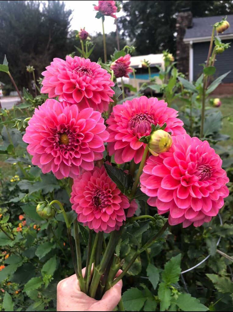 First Year of Dahlias- totally in love!