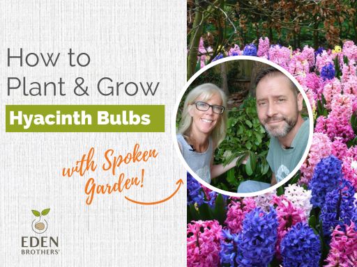 How to Plant and Grow Hyacinth Bulbs