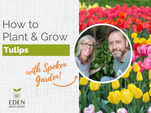 How to Plant and Grow Tulip Bulbs