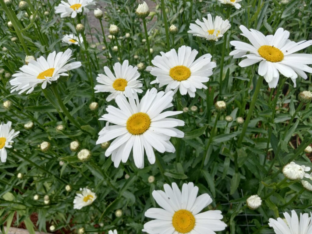 my daisy fairy field