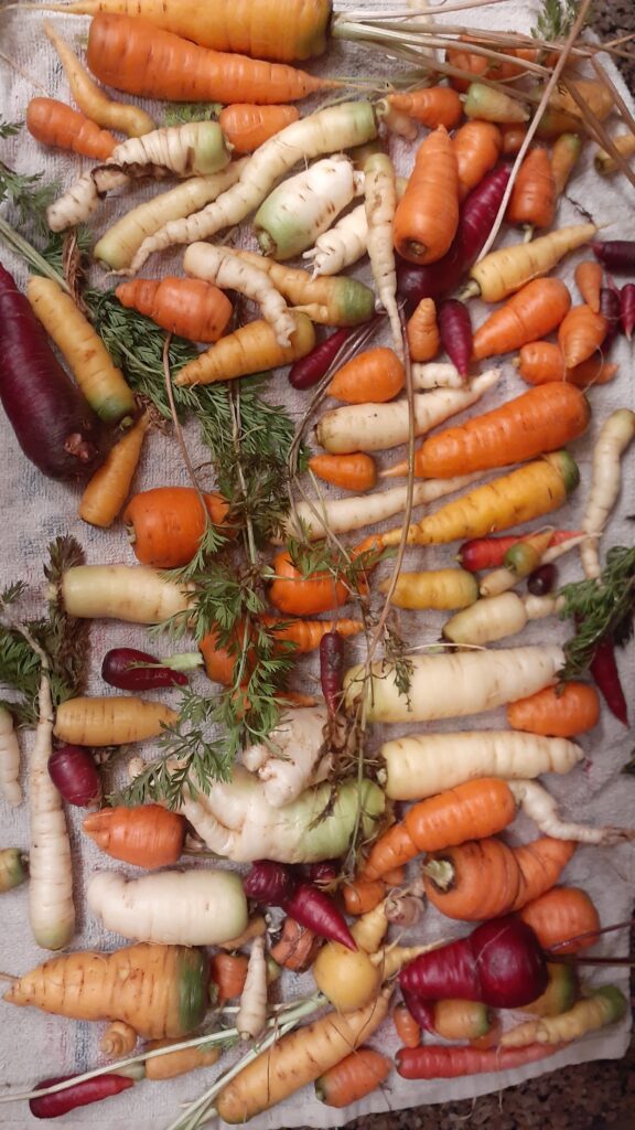 Thanksgiving harvested carrots