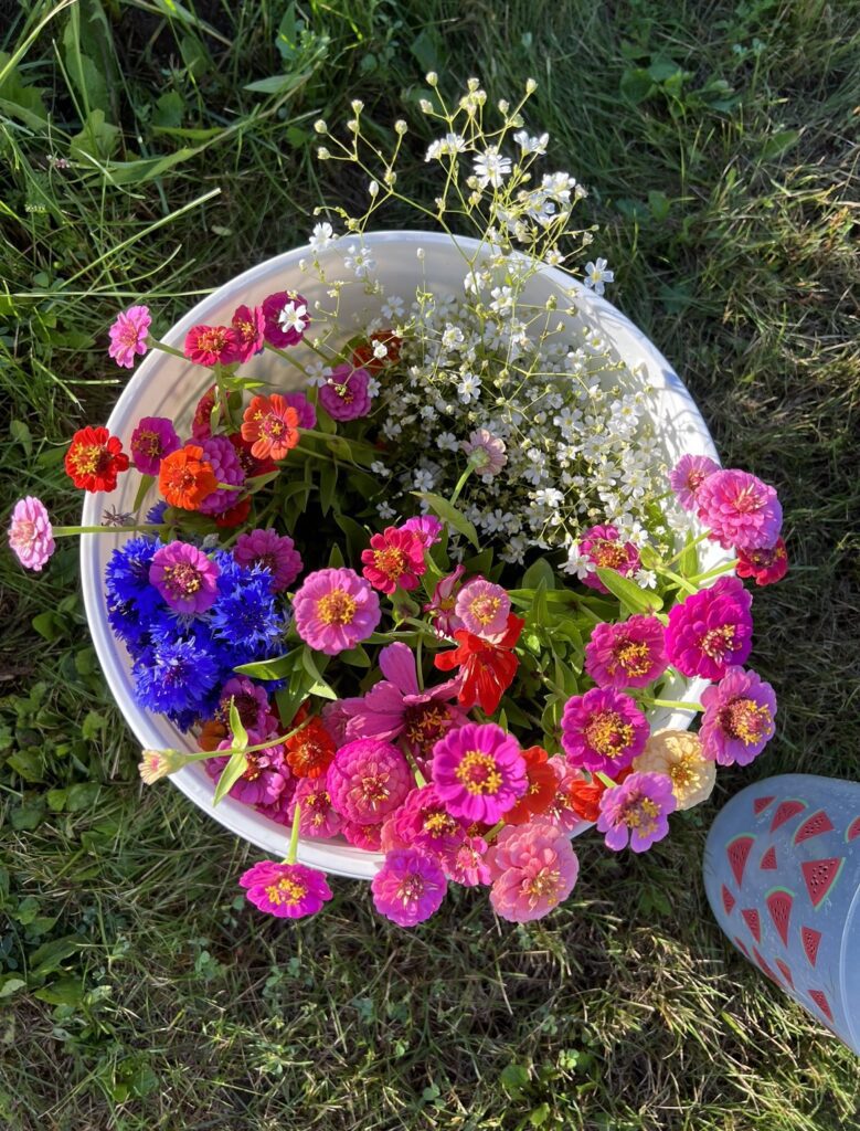 Zinnias, Bachelor Buttons, and Baby’s Breath