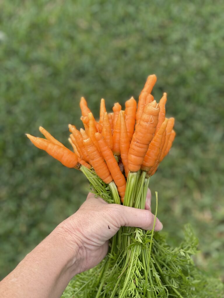 First carrot harvest