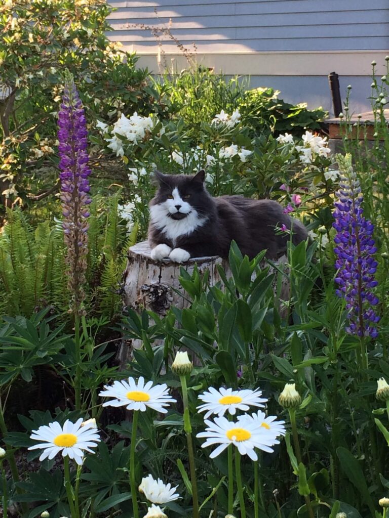 Lupines, Daisies and Charlie