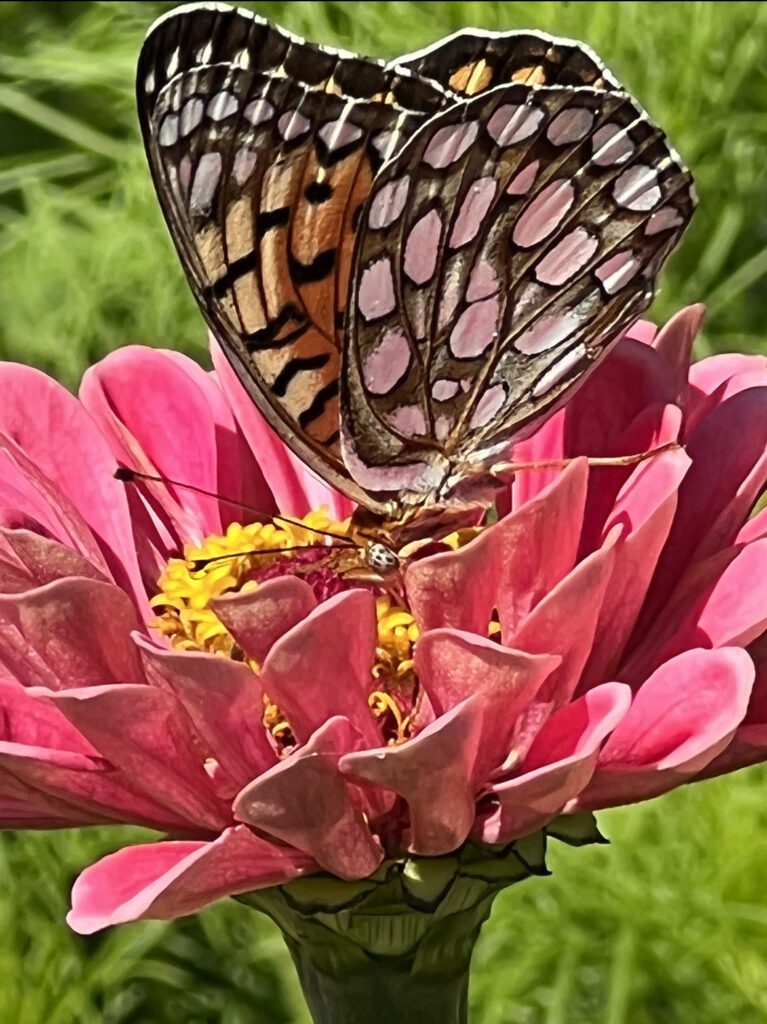 Love those pollinators!