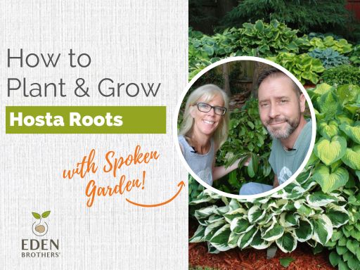 How to Plant and Grow Hosta Roots