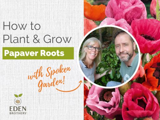 How to Plant and Grow Papaver Roots