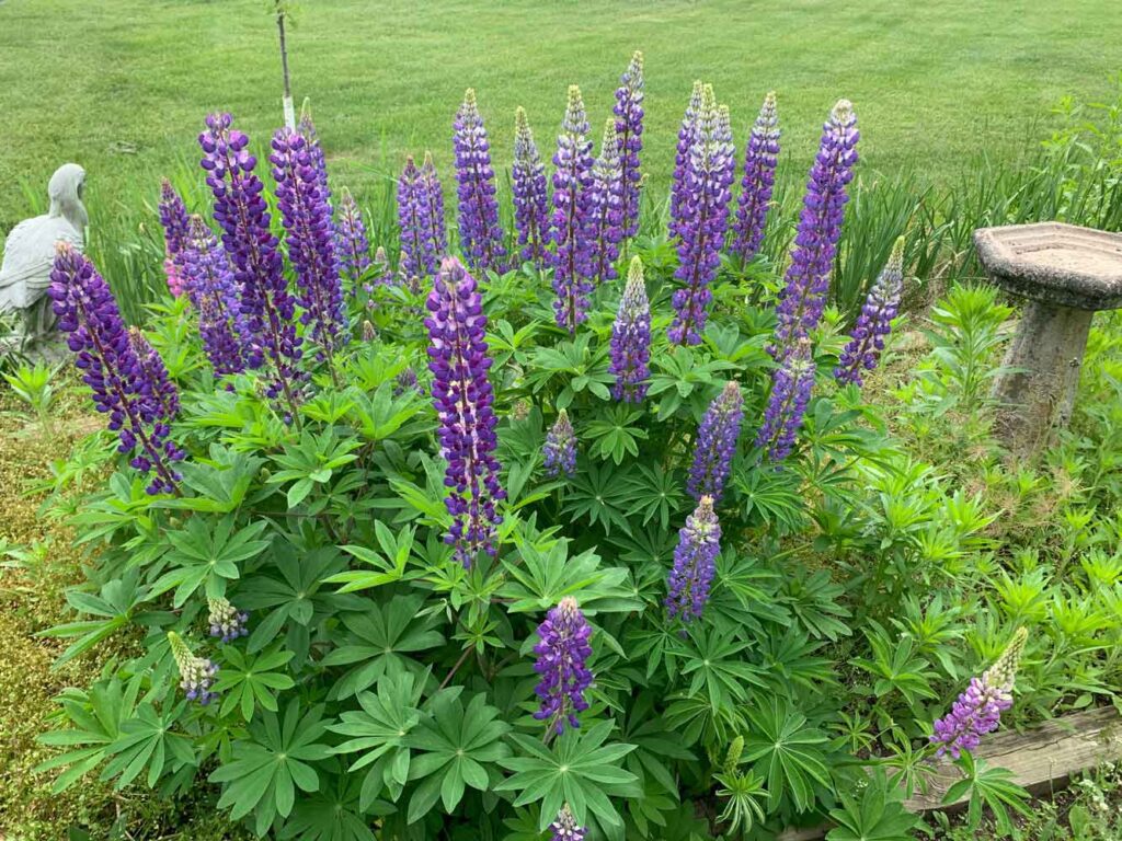 My Lupines