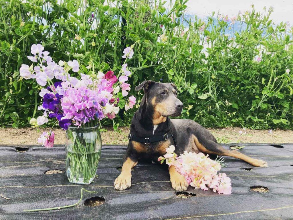 sweet pea bouquet with dog