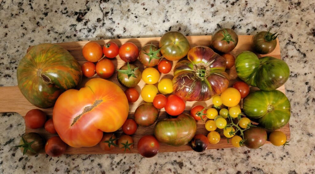 Rainbow of tomatoes