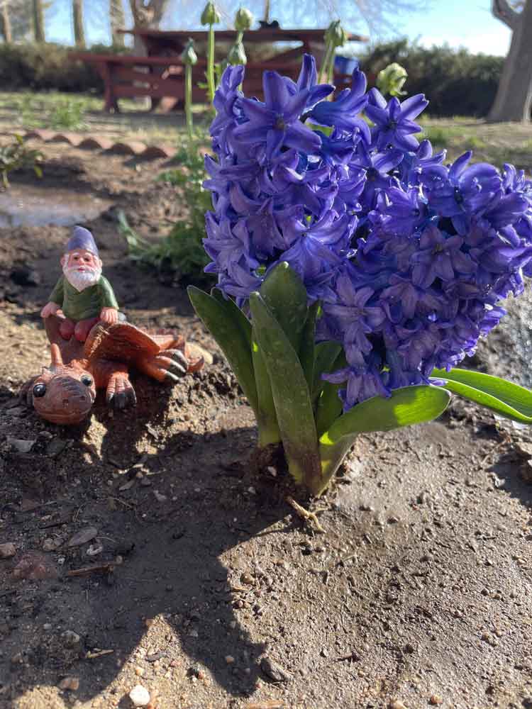hyacinth, bilbo, and smaug