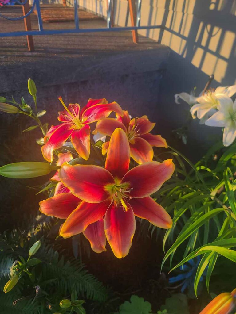My Lily’s