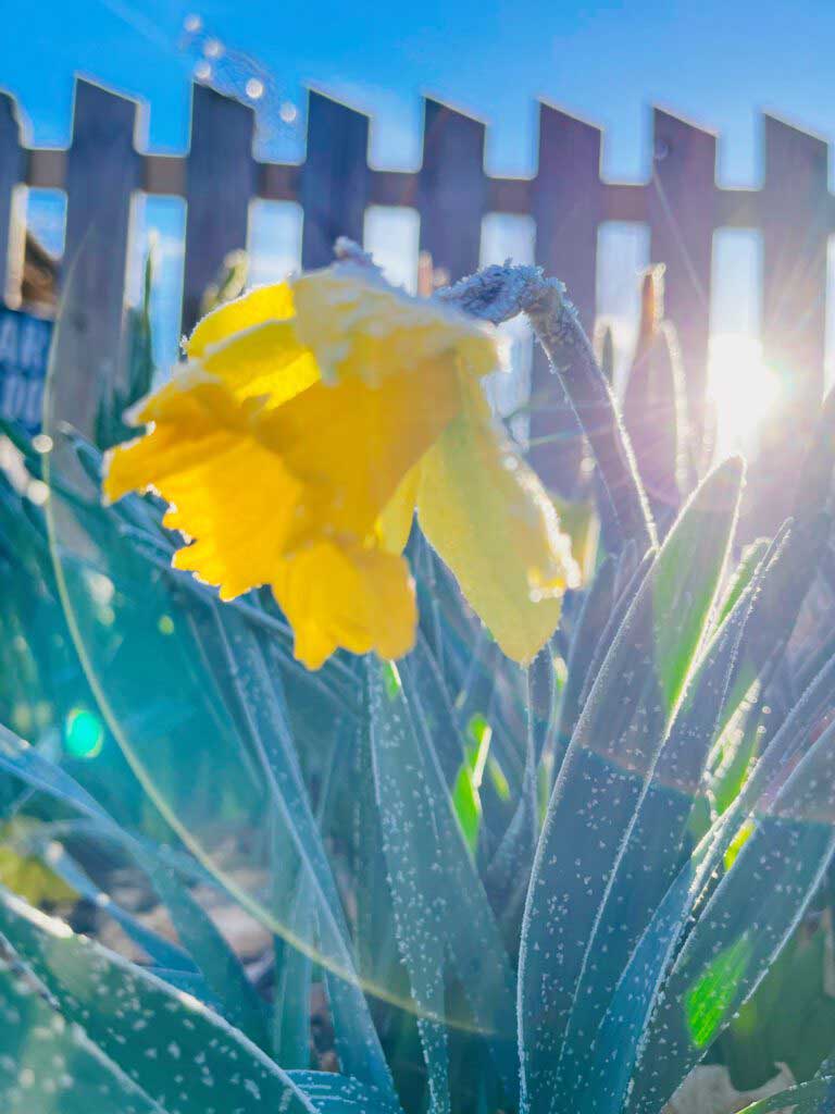 daffodil in early morning with frost
