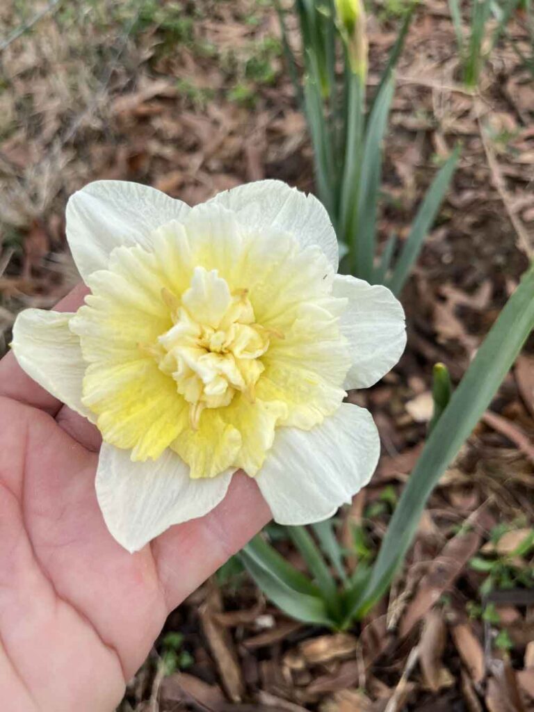 yellow and white daffodil in hand