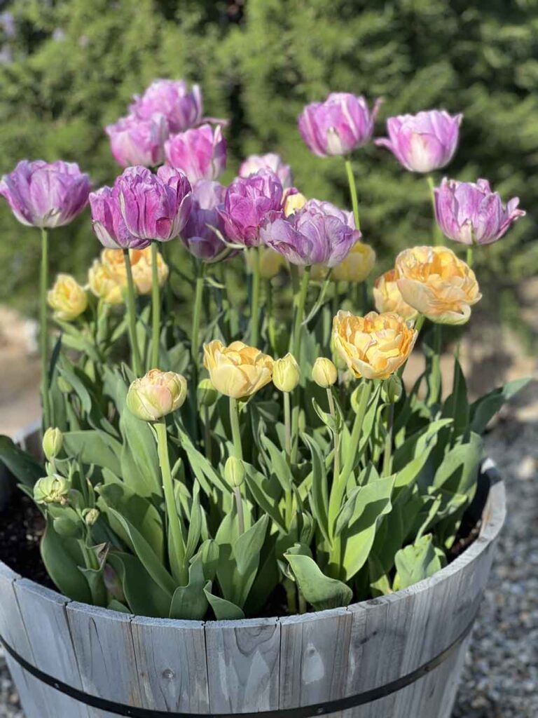 My spectacular Tulips