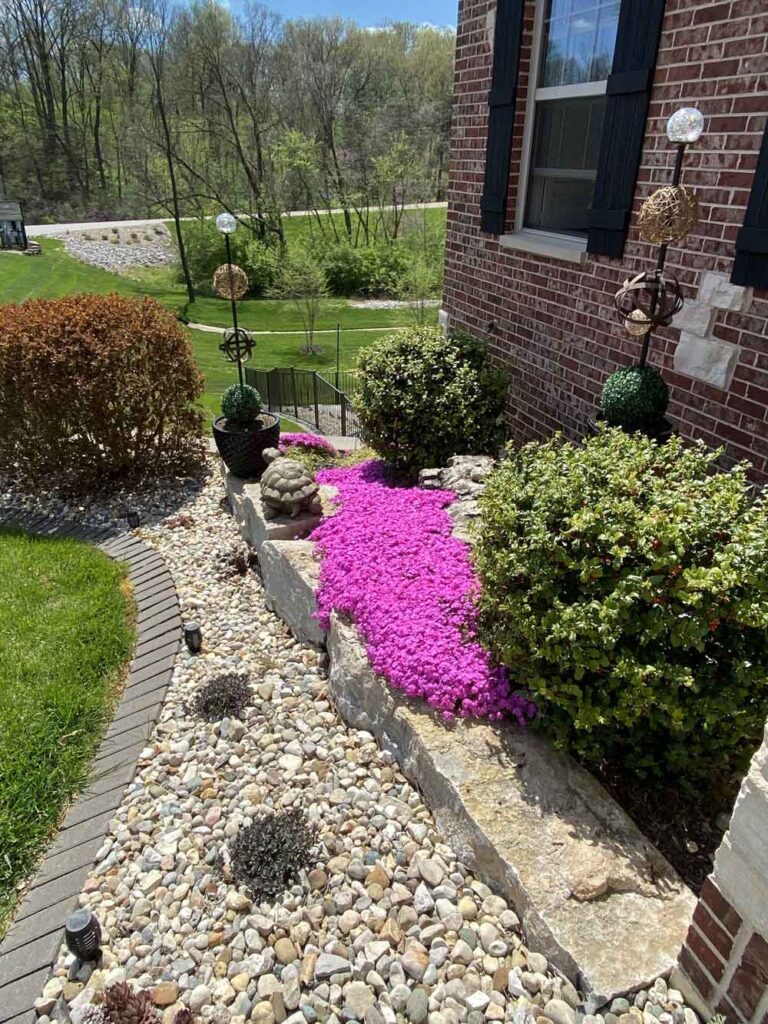 pathway with phlox