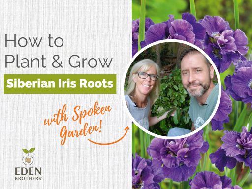 How to Plant and Grow Siberian Iris Roots