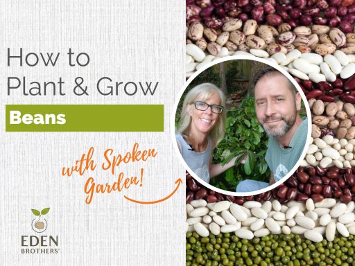 How to Plant and Grow Beans from Seed