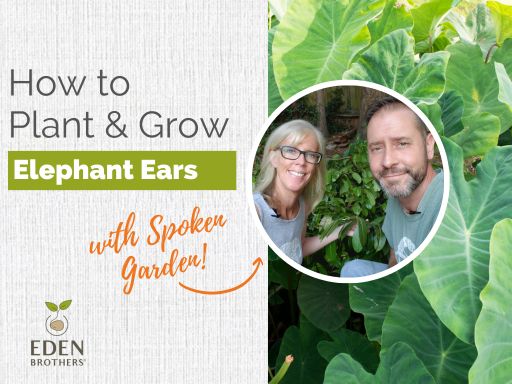 How to Plant and Grow Elephant Ear Bulbs