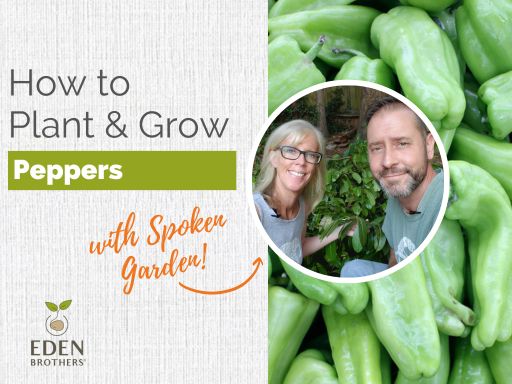 How to Plant and Grow Peppers from Seed