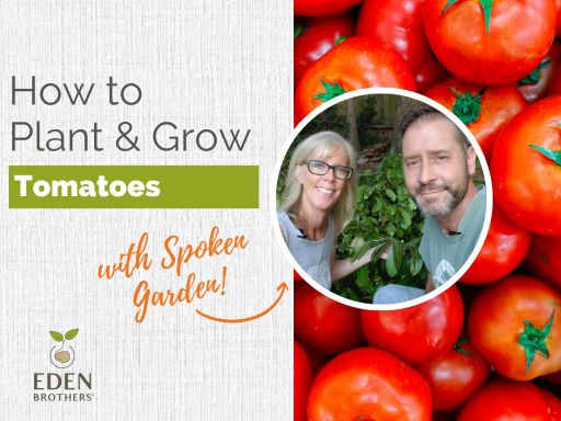 How to Plant and Grow Tomatoes from Seed