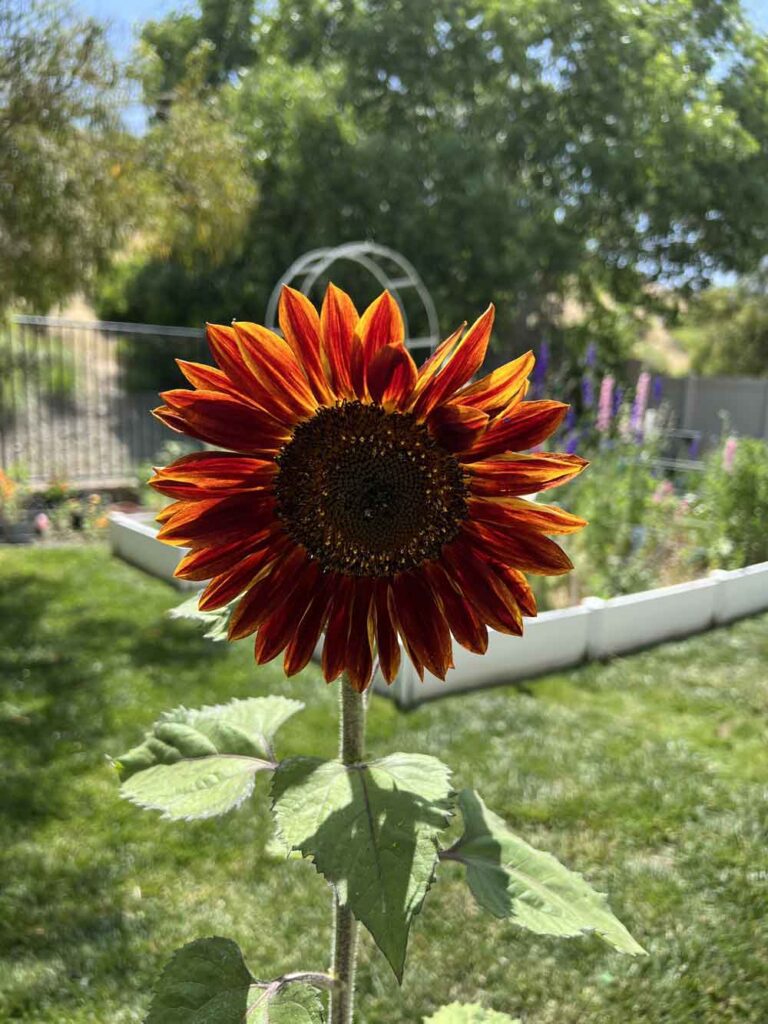 First Sunflower of spring!