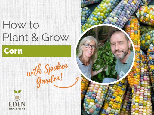 How to Plant and Grow Corn from Seed